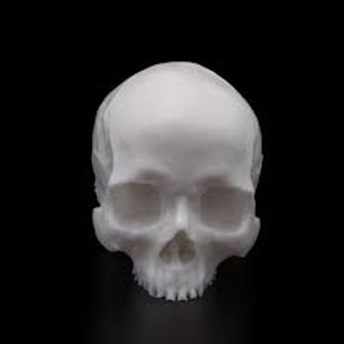 A POUND OF FLESH TATTOOABLE SYNTHETIC YORICK SKULL - GO TATTOO SUPPLY