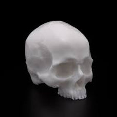 A POUND OF FLESH TATTOOABLE SYNTHETIC YORICK SKULL - GO TATTOO SUPPLY